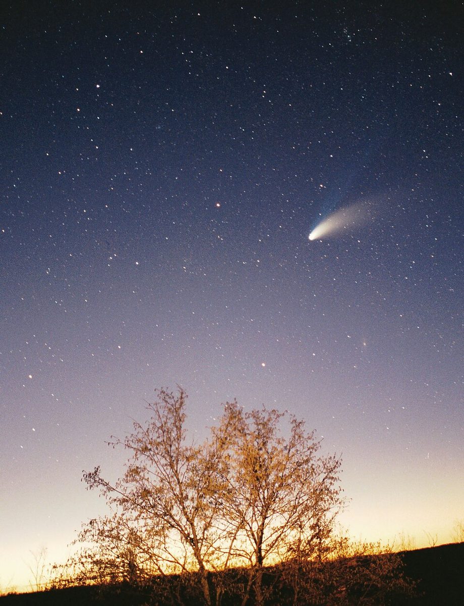 Comet Hale-Bopp with its white and blue tails in a twilight sky above bare trees.