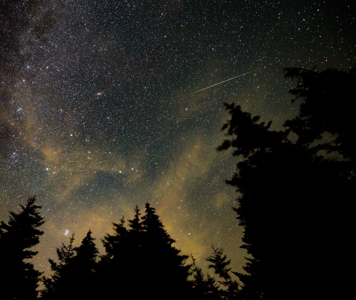 A bright Perseid meteor streaks across a starry sky above dark evergreen trees.